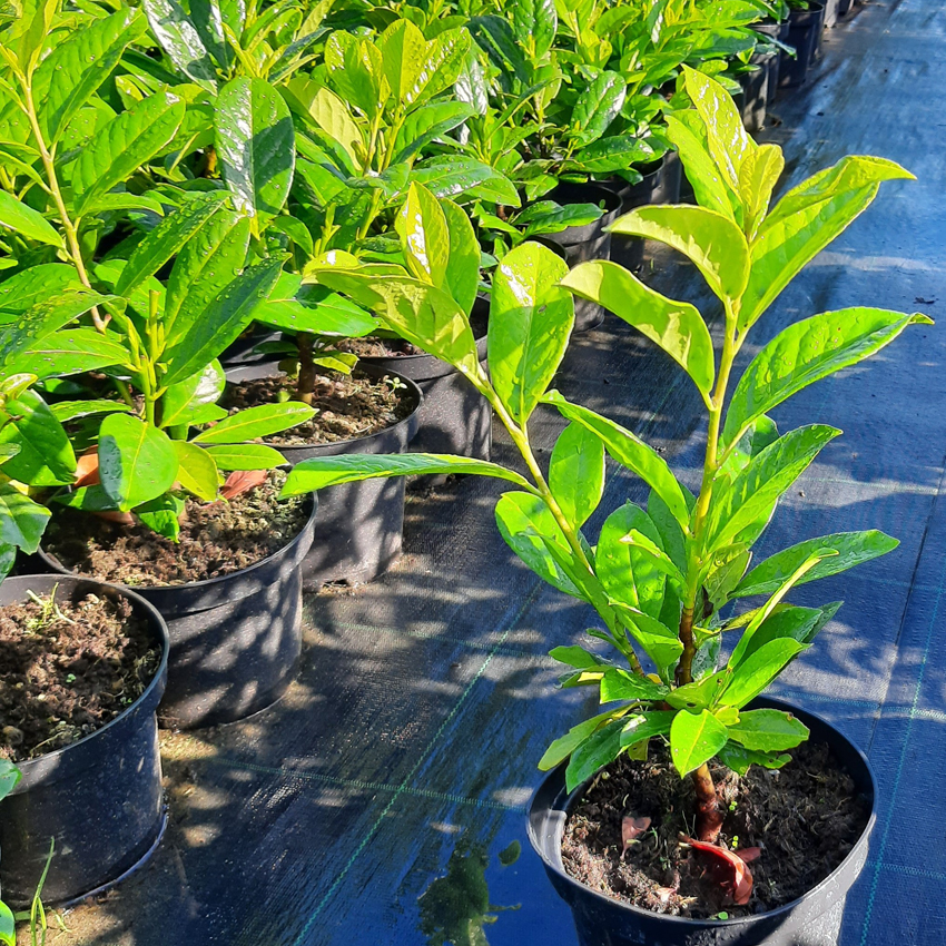 KERT, DÍSZNÖVÉNYEK, ÖRÖKZÖLDEK, CSERJÉK, GYÜMÖLCSFÁK, Fenyő kert - HORTUSVITaE Kft.; negyed