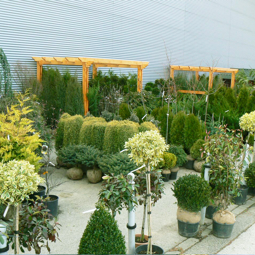 KERT, DÍSZNÖVÉNYEK, ÖRÖKZÖLDEK, CSERJÉK, GYÜMÖLCSFÁK, Fenyő kert - HORTUSVITaE Kft.; negyed