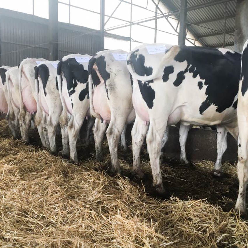 Holstein Genetika Kft. előfürösztők, utófürösztők