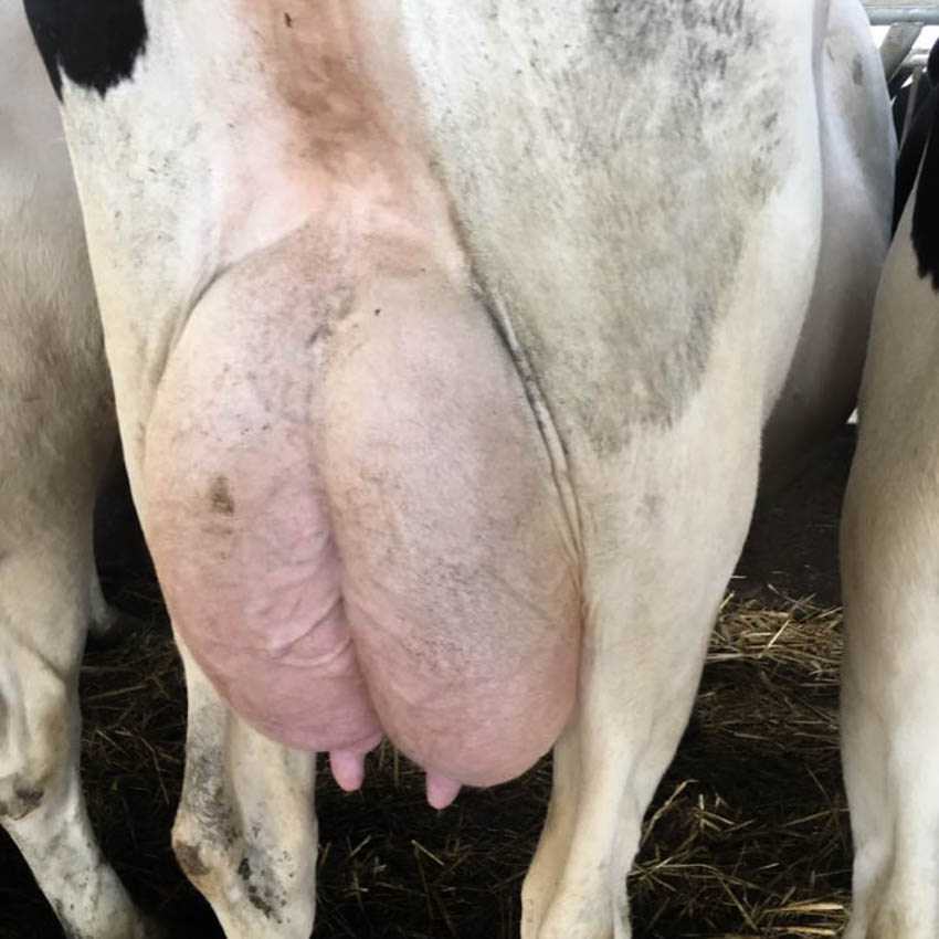 Holstein Genetika Kft. előfürösztők, utófürösztők