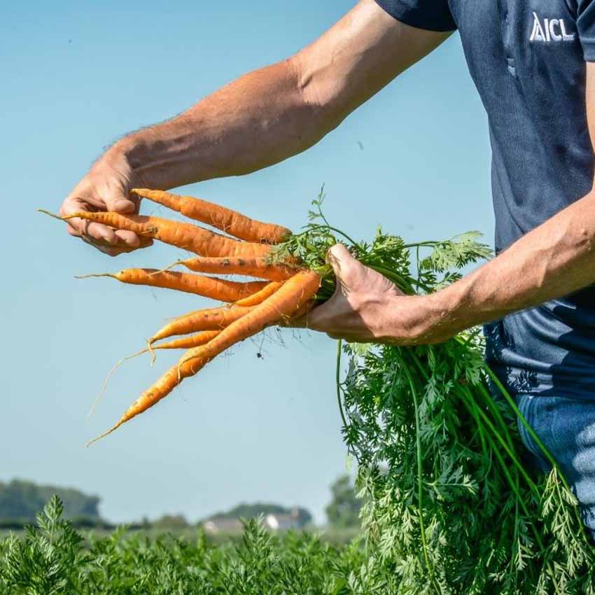 Takarmány-növények tápanyag-utánpótlásának új, természetes módszere ICL Specialty Fertilizers