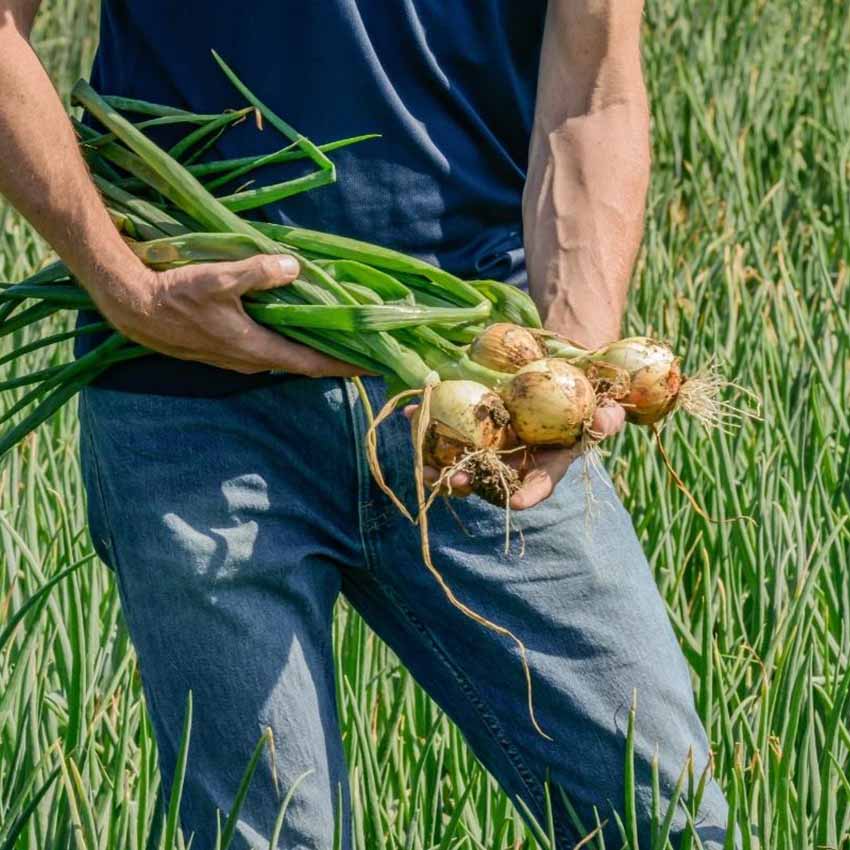 Takarmány-növények tápanyag-utánpótlásának új, természetes módszere ICL Specialty Fertilizers