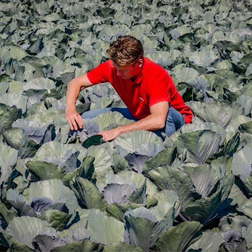 Takarmány-növények tápanyag-utánpótlásának új, természetes módszere ICL Specialty Fertilizers