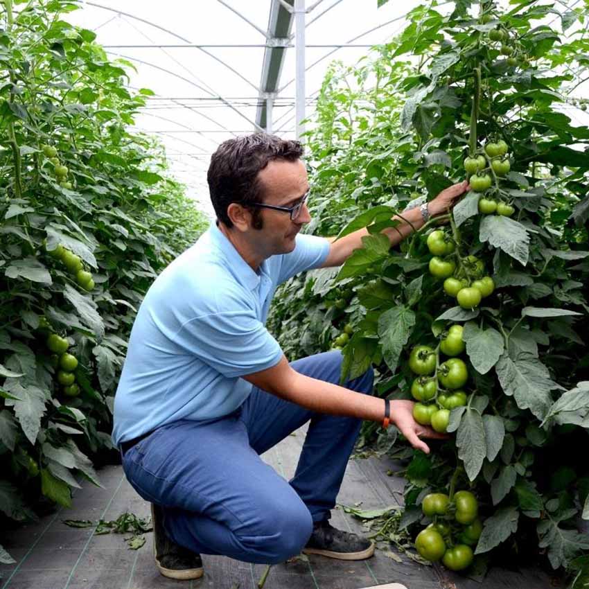 Takarmány-növények tápanyag-utánpótlásának új, természetes módszere ICL Specialty Fertilizers