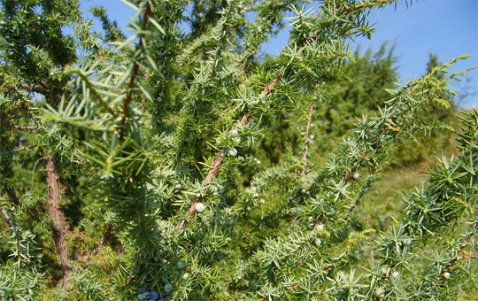 Illóolajok, FUMOKOMP CONC SF-009 füstaroma, Élelmiszeripari aromák, Kompozíció Kft.