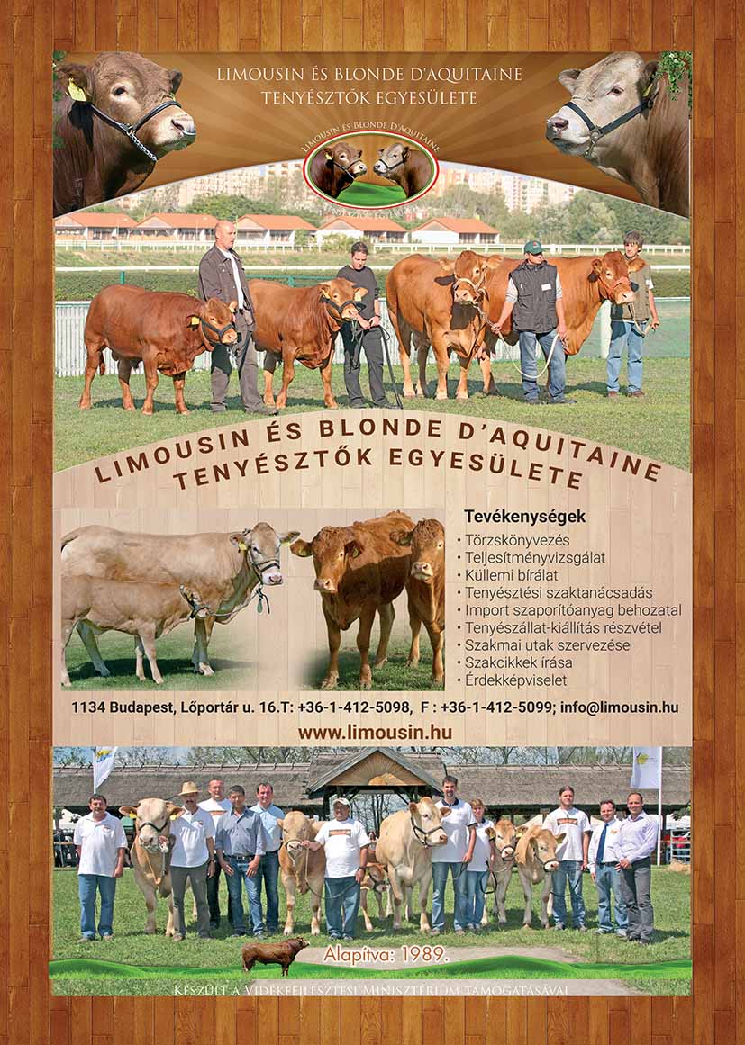 TENYÉSZBIKA, szarvasmarha, borjú, LIMOUSIN AZ “IDEÁLIS FAJTA”