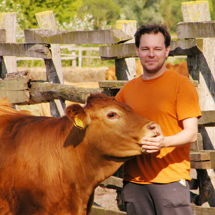 TENYÉSZBIKA, szarvasmarha, borjú, LIMOUSIN AZ “IDEÁLIS FAJTA”