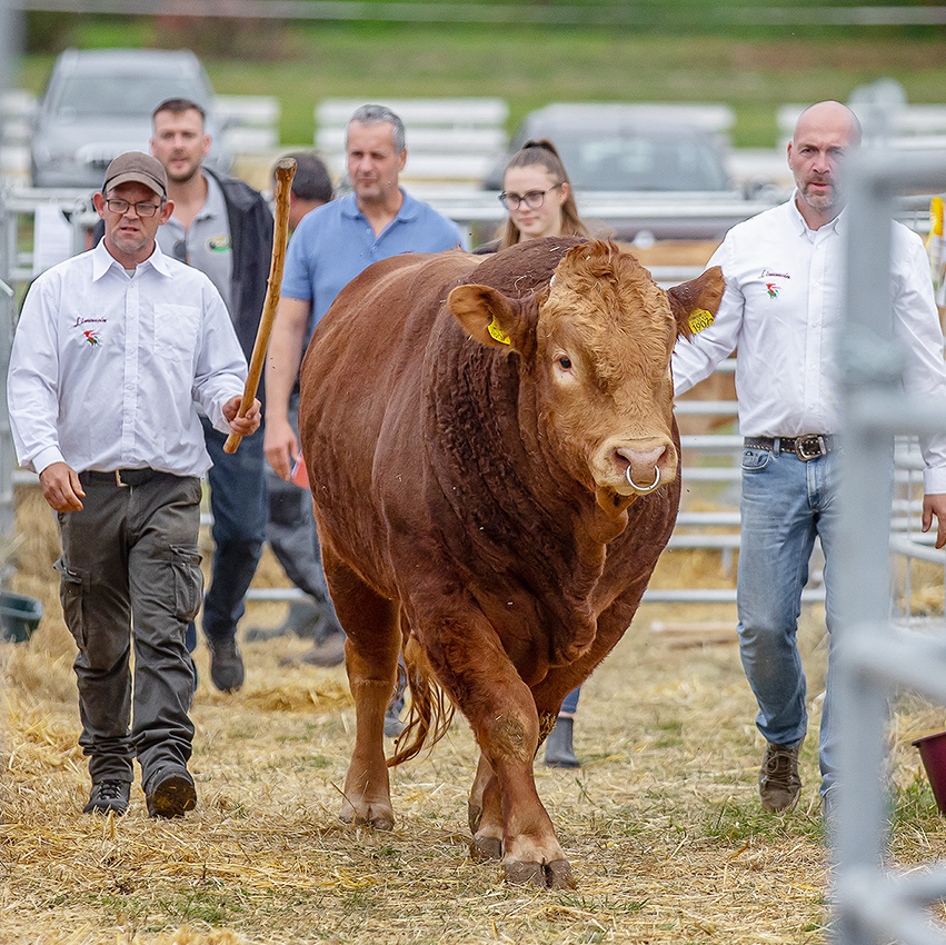 TENYÉSZBIKA, szarvasmarha, borjú, LIMOUSIN AZ “IDEÁLIS FAJTA”