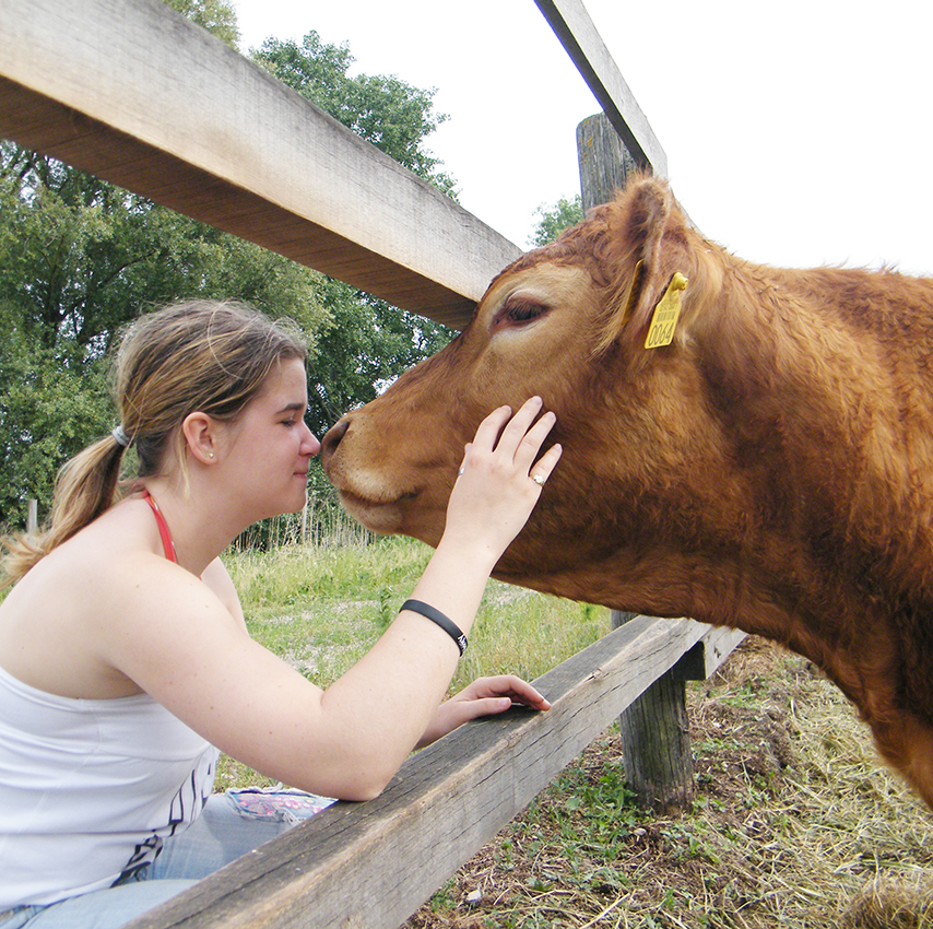 TENYÉSZBIKA, szarvasmarha, borjú, LIMOUSIN AZ “IDEÁLIS FAJTA”