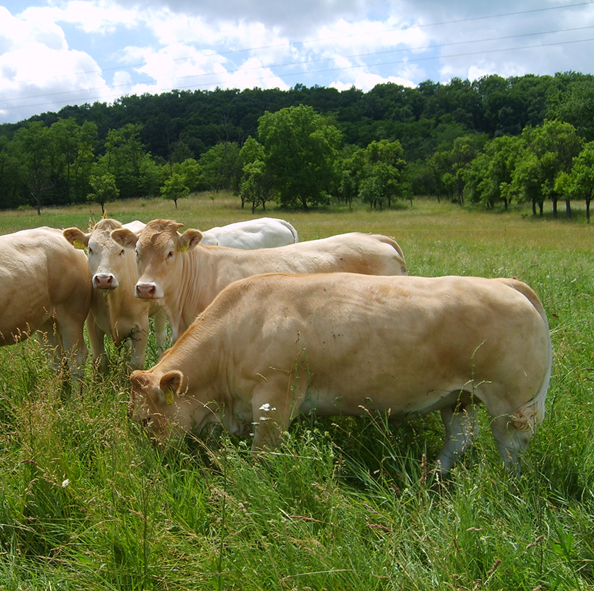 TENYÉSZBIKA, szarvasmarha, borjú, LIMOUSIN AZ “IDEÁLIS FAJTA”