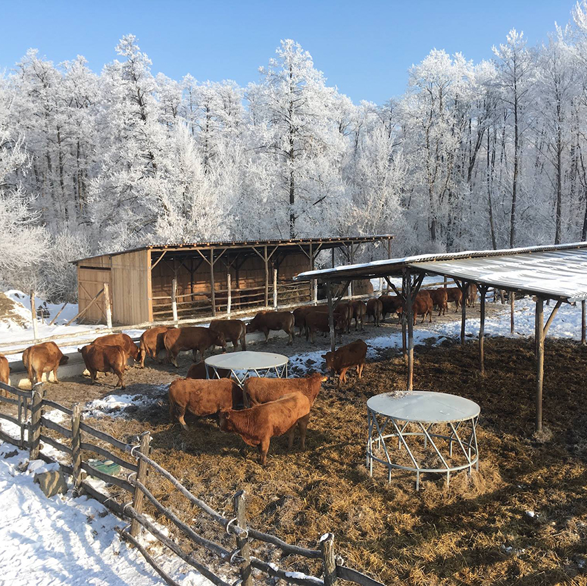 TENYÉSZBIKA, szarvasmarha, borjú, LIMOUSIN AZ “IDEÁLIS FAJTA”