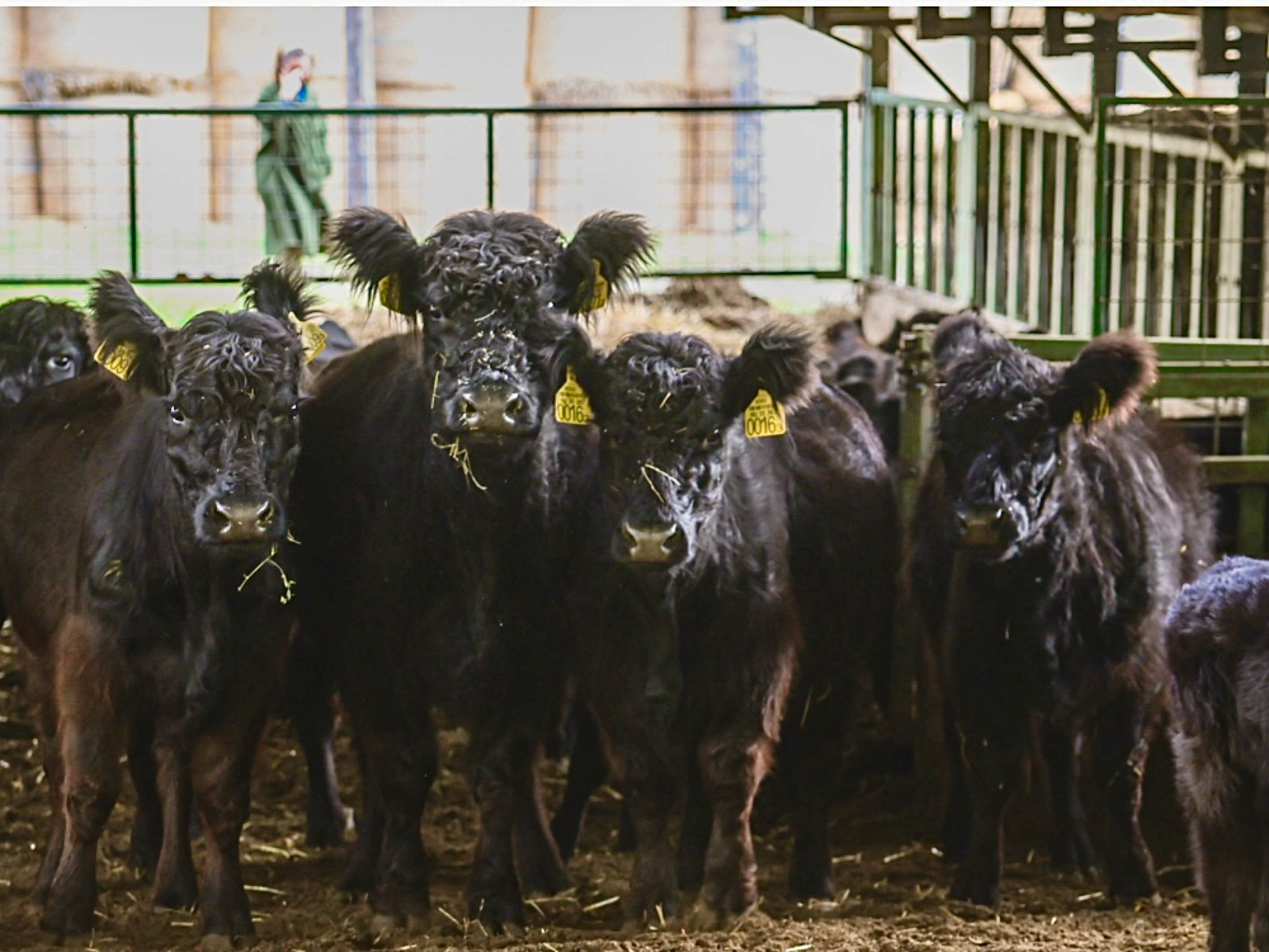 Möllmann Ranch “Legelőtől az asztalig”