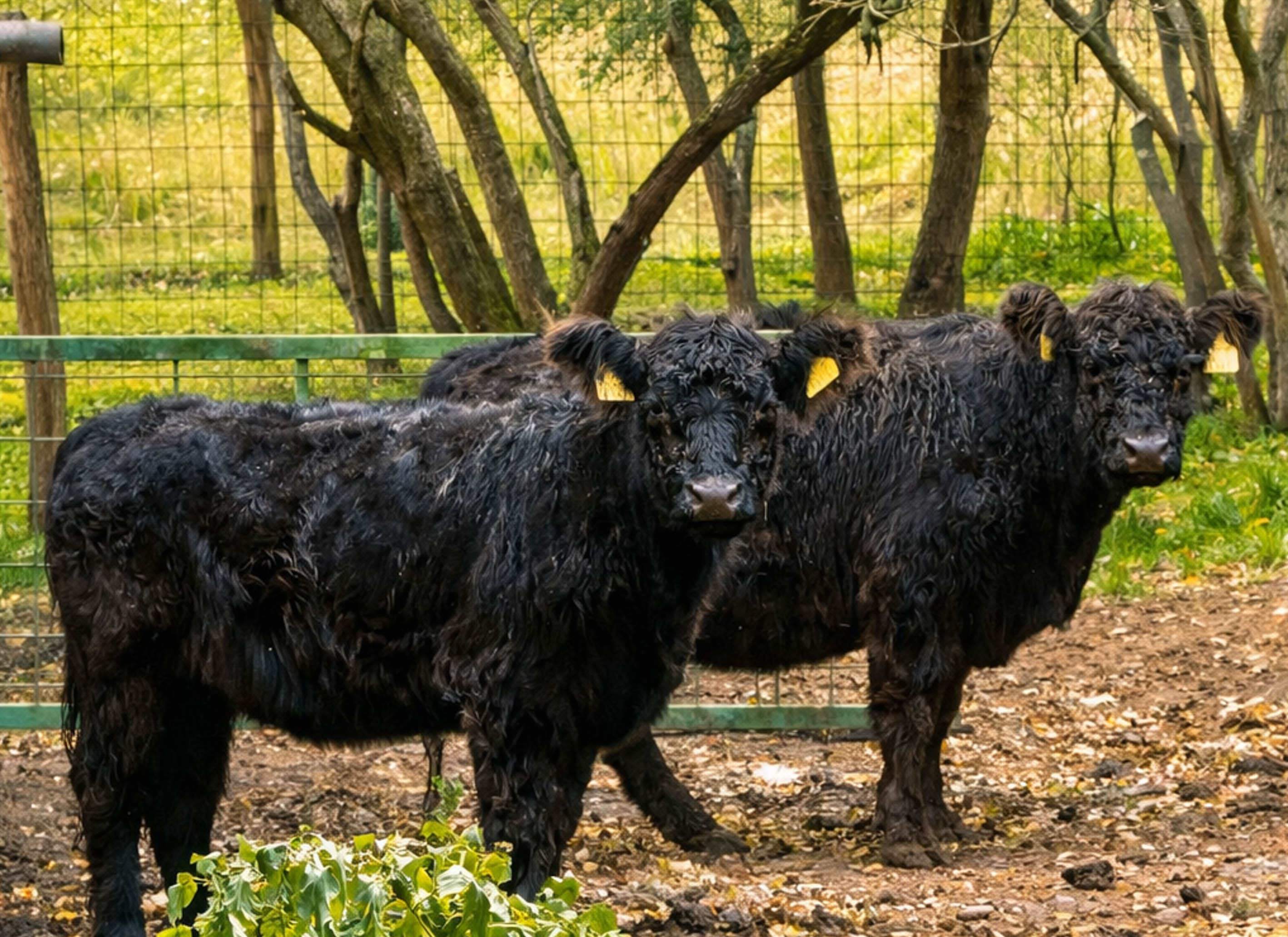 Möllmann Ranch Legelőtől az asztalig