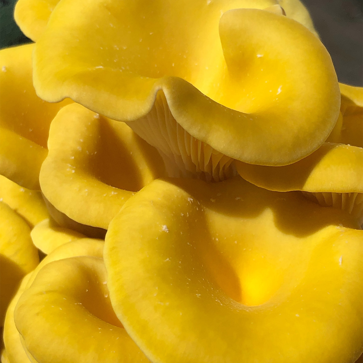Gyógygomba, gyógygomba webshop, laskagomba, shiitake gomba, ganoderma gomba, gyógygomba szárítmány, gyógygomba őrlemény
						  shiitake szárítmány, shiitake őrlemény