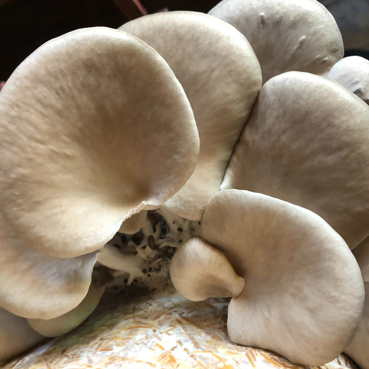 Gyógygomba, gyógygomba webshop, laskagomba, shiitake gomba, ganoderma gomba, gyógygomba szárítmány, gyógygomba őrlemény
						  shiitake szárítmány, shiitake őrlemény