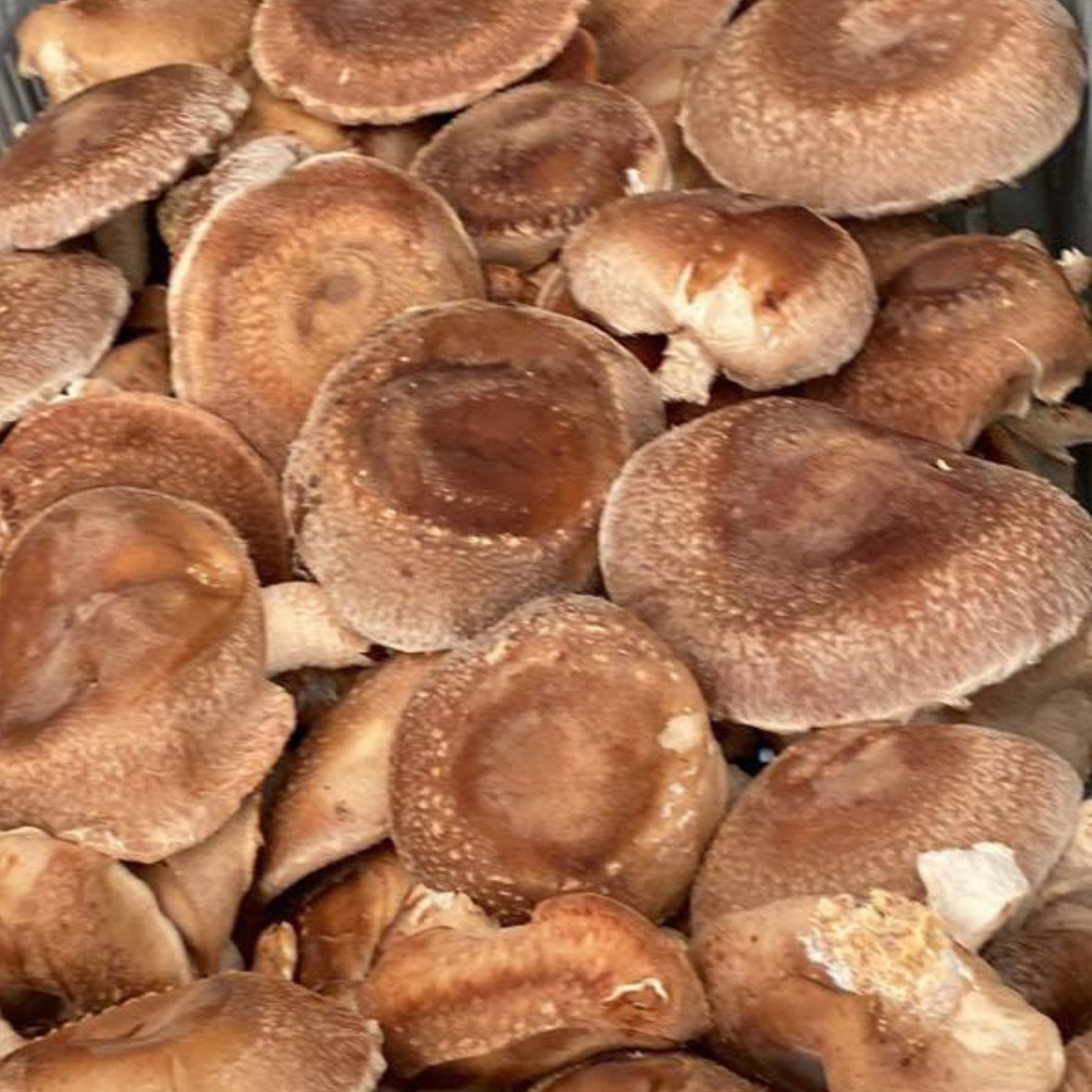 Gyógygomba, gyógygomba webshop, laskagomba, shiitake gomba, ganoderma gomba, gyógygomba szárítmány, gyógygomba őrlemény
						  shiitake szárítmány, shiitake őrlemény