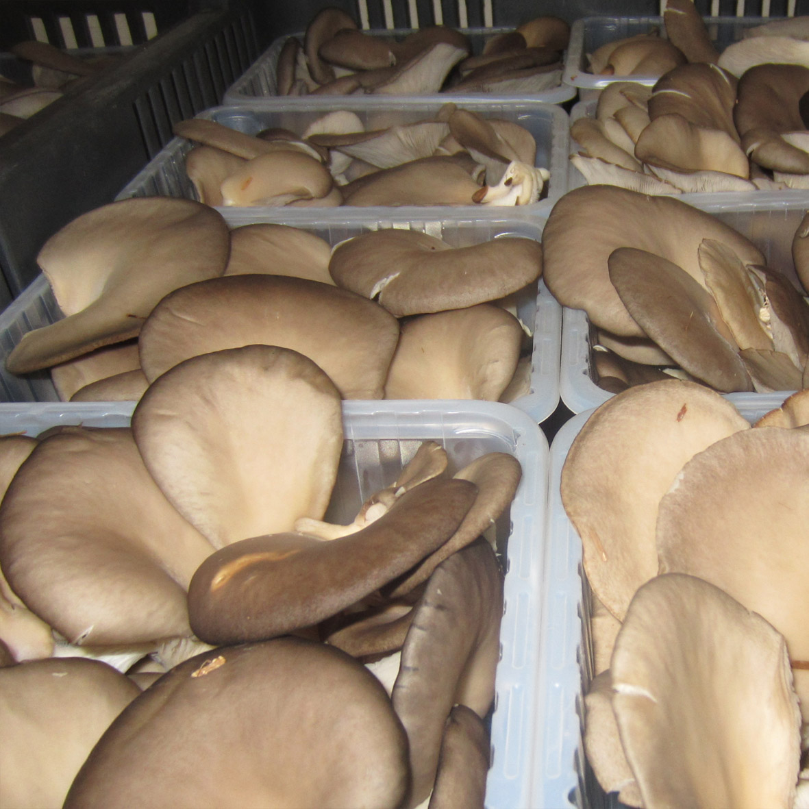 Gyógygomba, gyógygomba webshop, laskagomba, shiitake gomba, ganoderma gomba, gyógygomba szárítmány, gyógygomba őrlemény
						  shiitake szárítmány, shiitake őrlemény