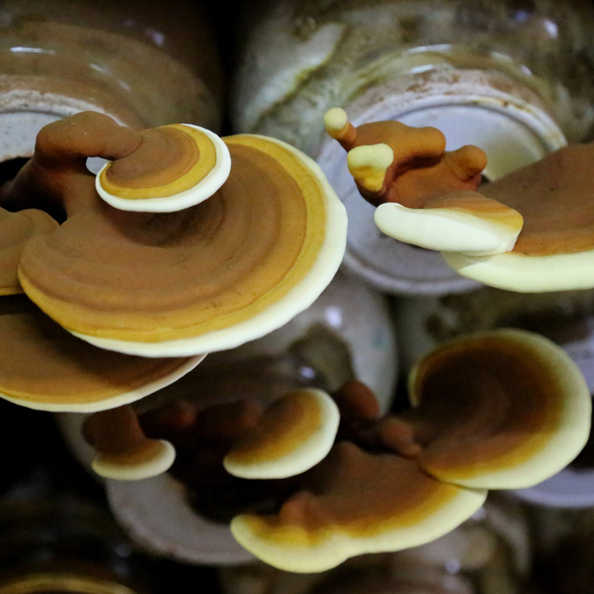 Gyógygomba, gyógygomba webshop, laskagomba, shiitake gomba, ganoderma gomba, gyógygomba szárítmány, gyógygomba őrlemény
						  shiitake szárítmány, shiitake őrlemény
