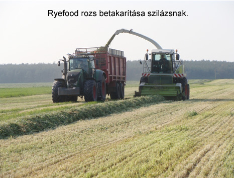 Rozs szilázs – a logikus döntés, a tritikále szilázs a további nagy lehetőség!