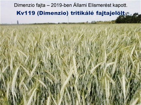 Rozs szilázs – a logikus döntés, a tritikále szilázs a további nagy lehetőség!