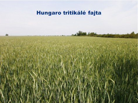 Rozs szilázs – a logikus döntés, a tritikále szilázs a további nagy lehetőség!
