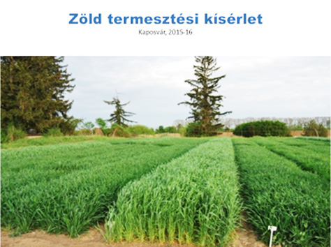 Rozs szilázs – a logikus döntés, a tritikále szilázs a további nagy lehetőség!