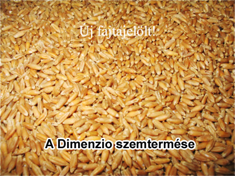 Rozs szilázs – a logikus döntés, a tritikále szilázs a további nagy lehetőség!