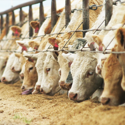 Nagy István: újabb jelentős döntések az agrárium támogatására