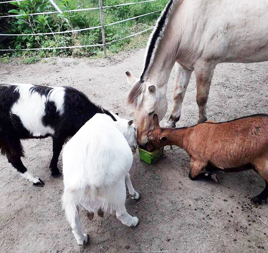 Teljes körű ellátás állattartó telepek részére, terítőjáratos szolgáltatással, Telepellátó Kft.