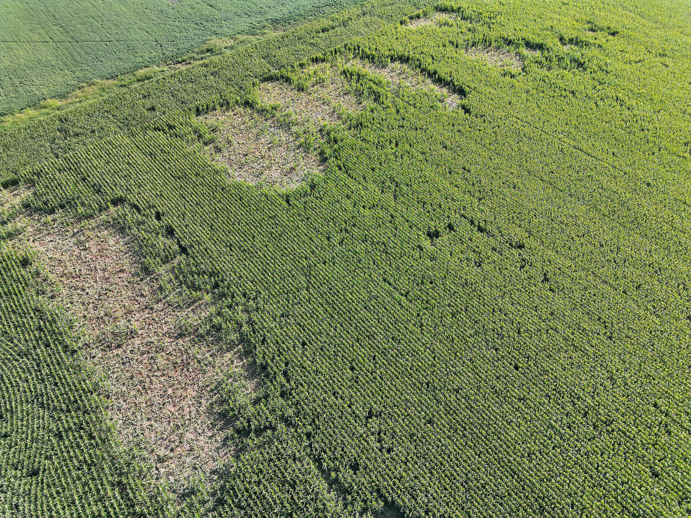 Wild-Agro Drone - Mezőgazdasági drónszolgáltatás